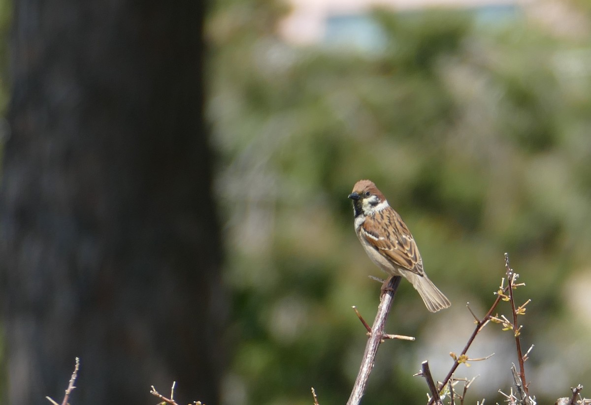 Eurasian Tree Sparrow - ML559788411