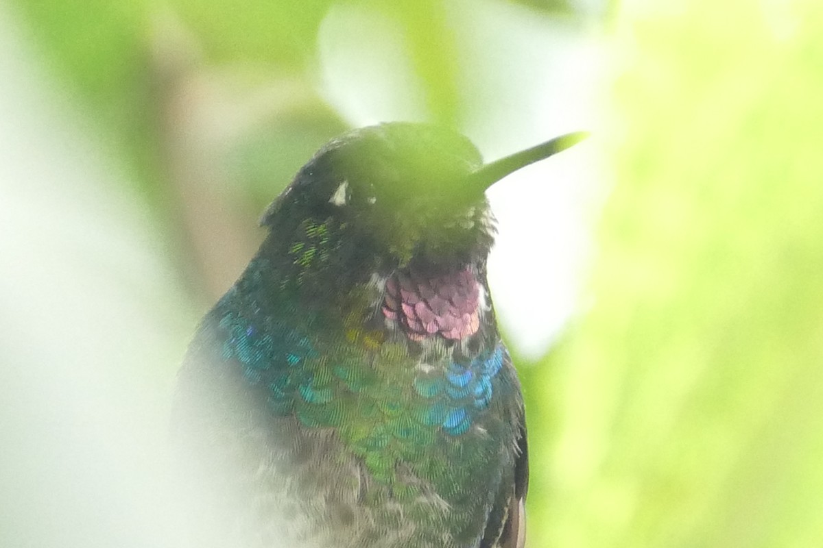 kolibřík turmalinový - ML55979051