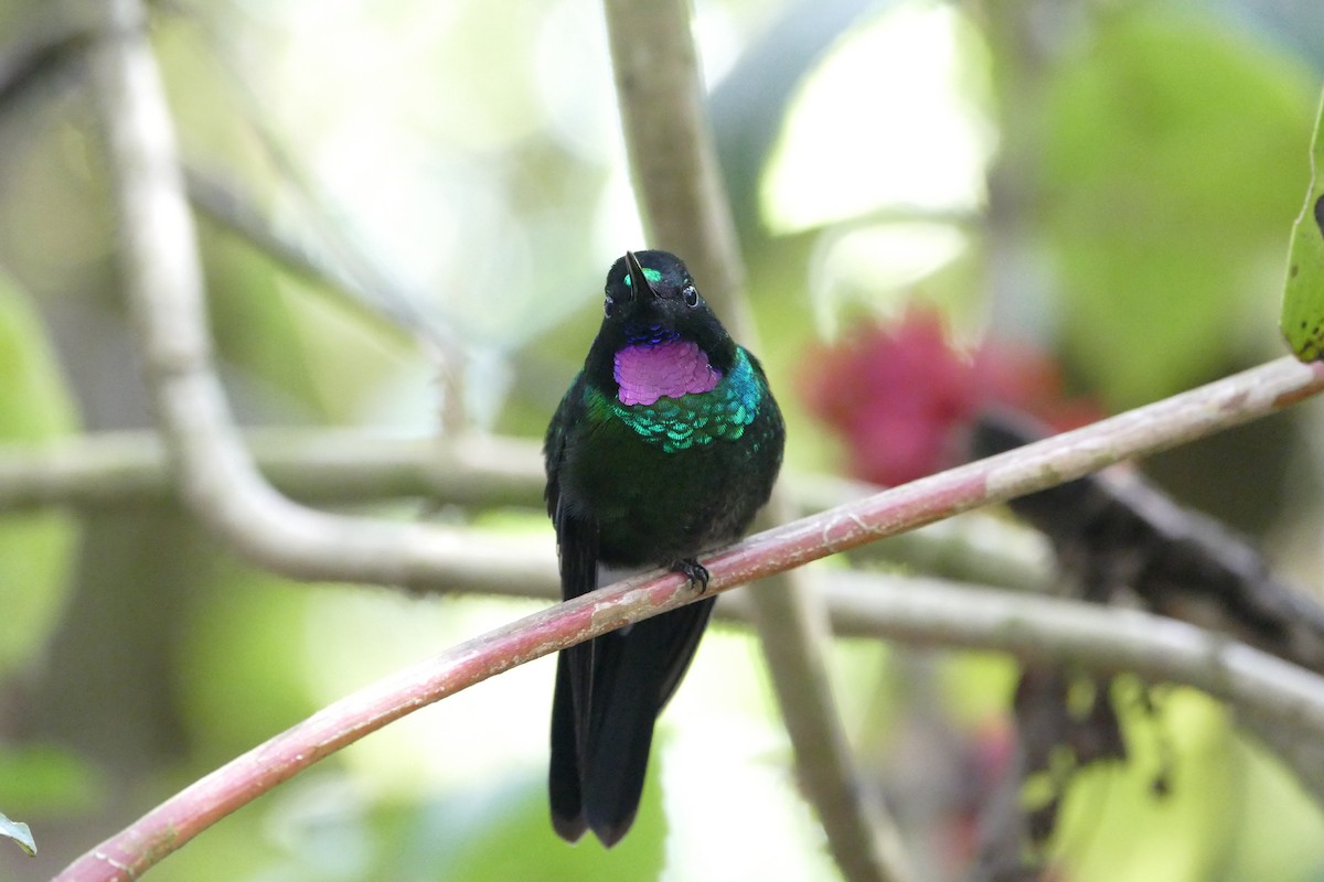 kolibřík turmalinový - ML55979061