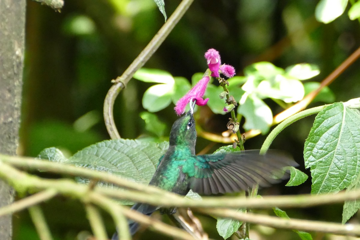 kolibřík turmalinový - ML55979101