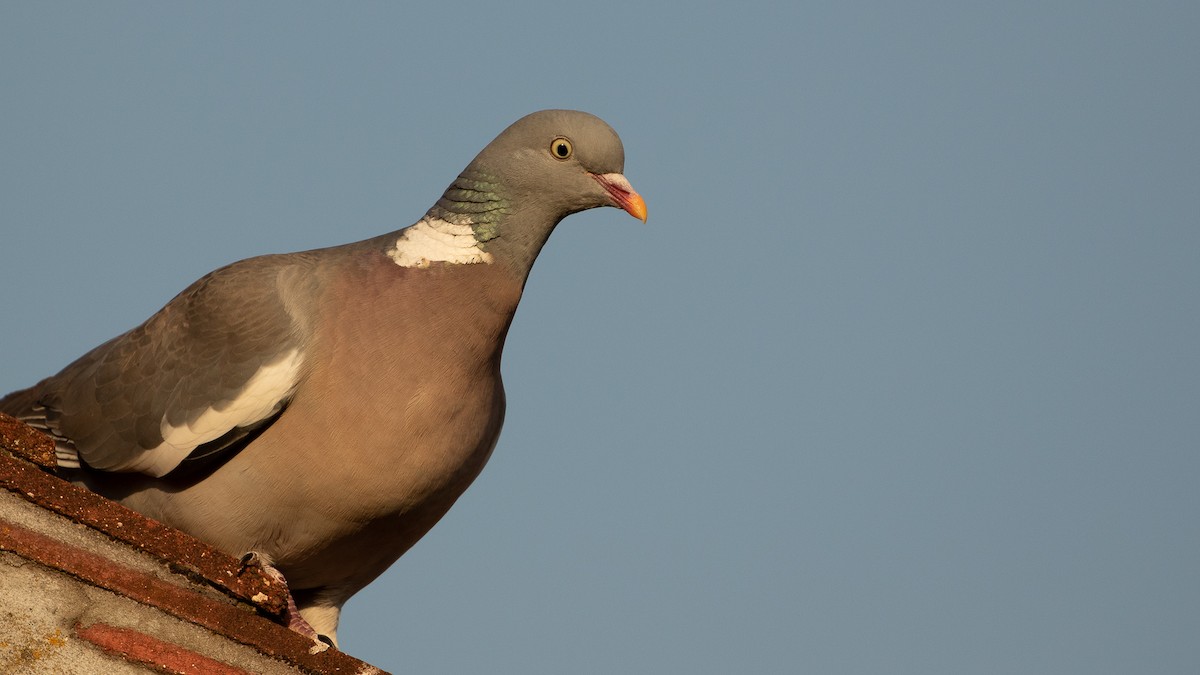 Common Wood-Pigeon - ML559791201
