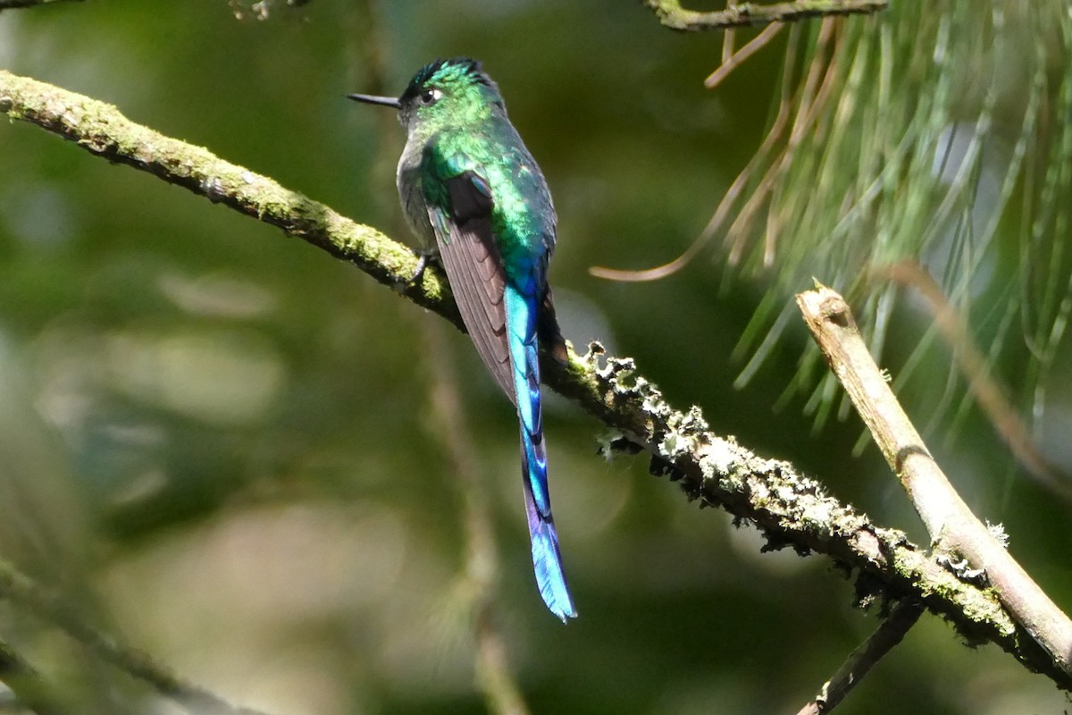 Long-tailed Sylph - ML55979171