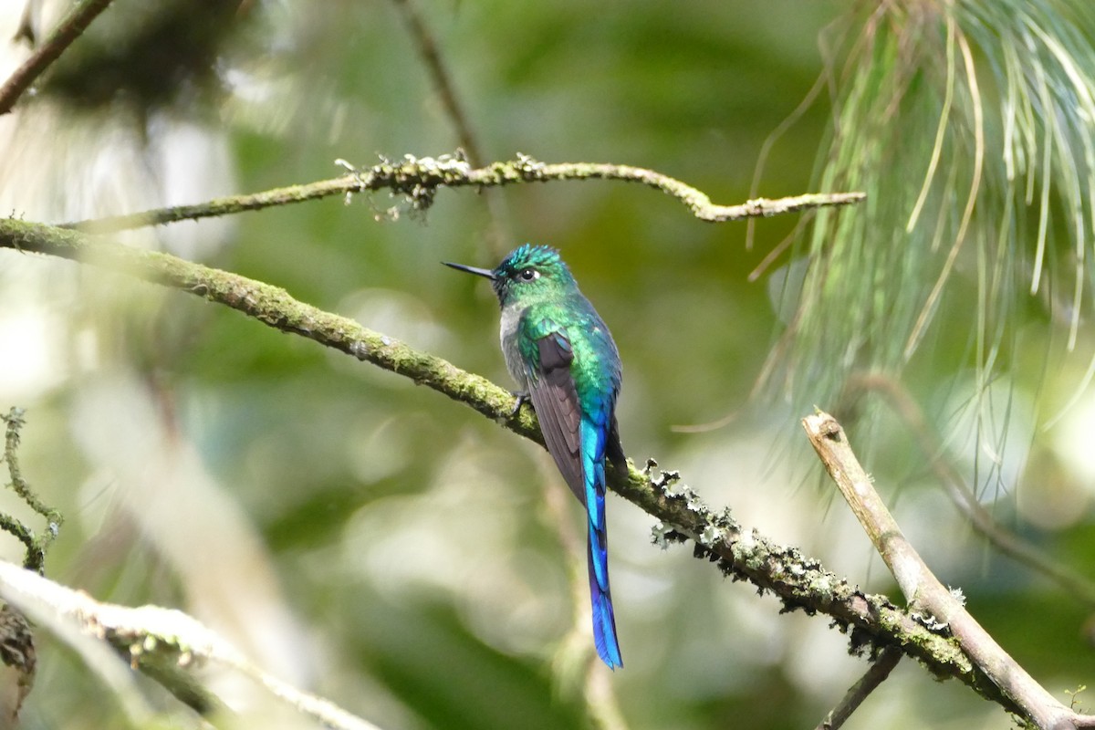 Long-tailed Sylph - ML55979181
