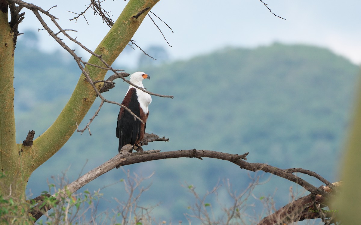 African Fish-Eagle - ML559792191