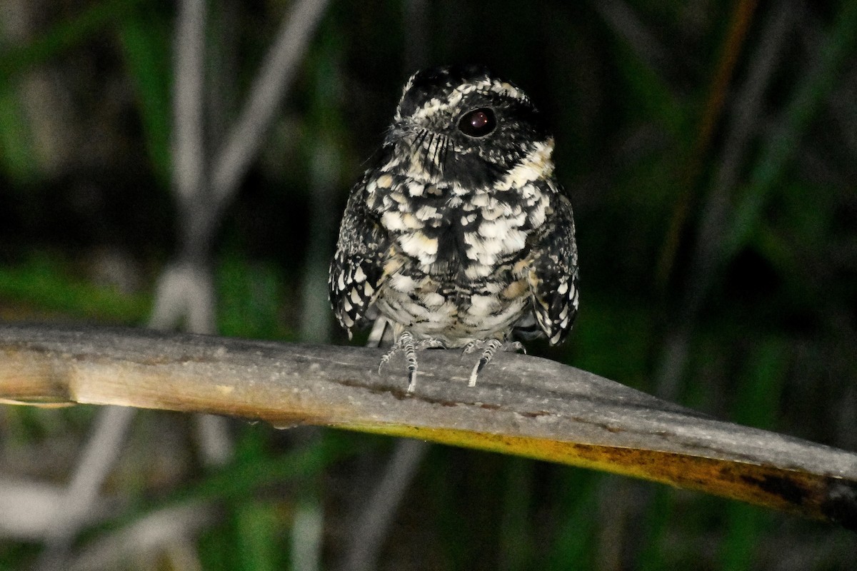 Spot-tailed Nightjar - ML559794981