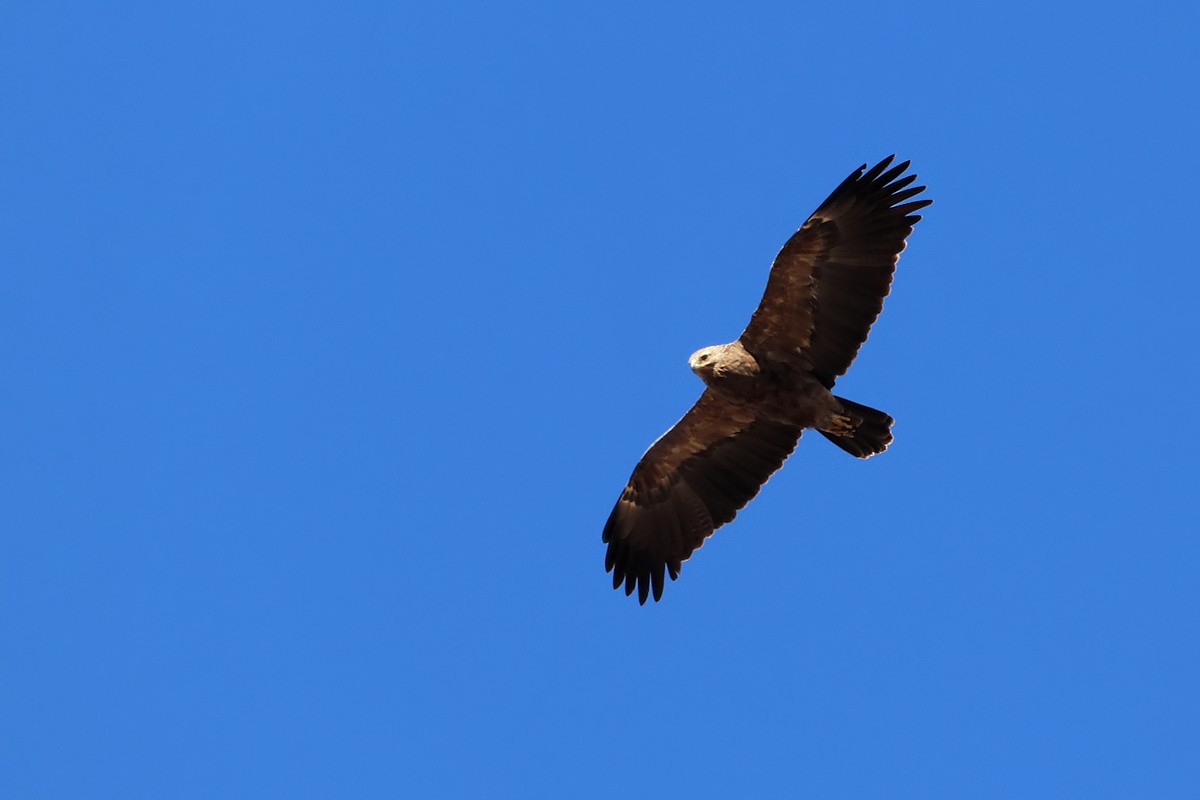 Lesser Spotted Eagle - ML559795491