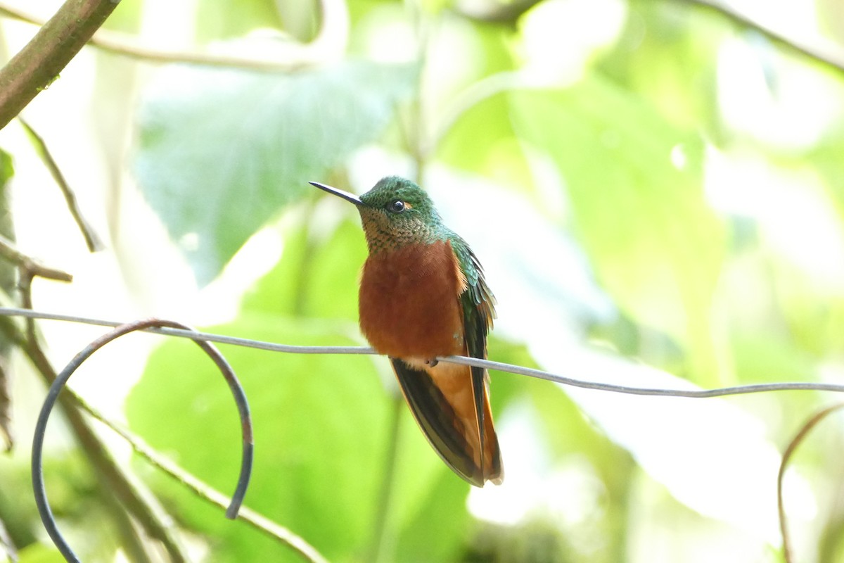 kolibřík peruánský - ML55979651