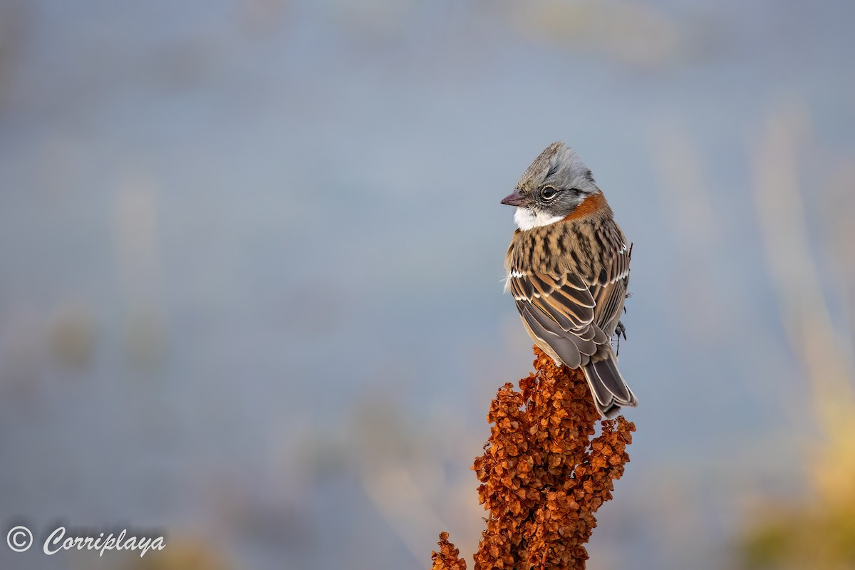 Rufous-collared Sparrow - Fernando del Valle