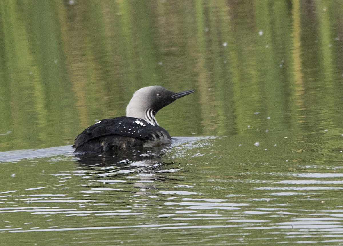 Pacific Loon - Terry  Hurst