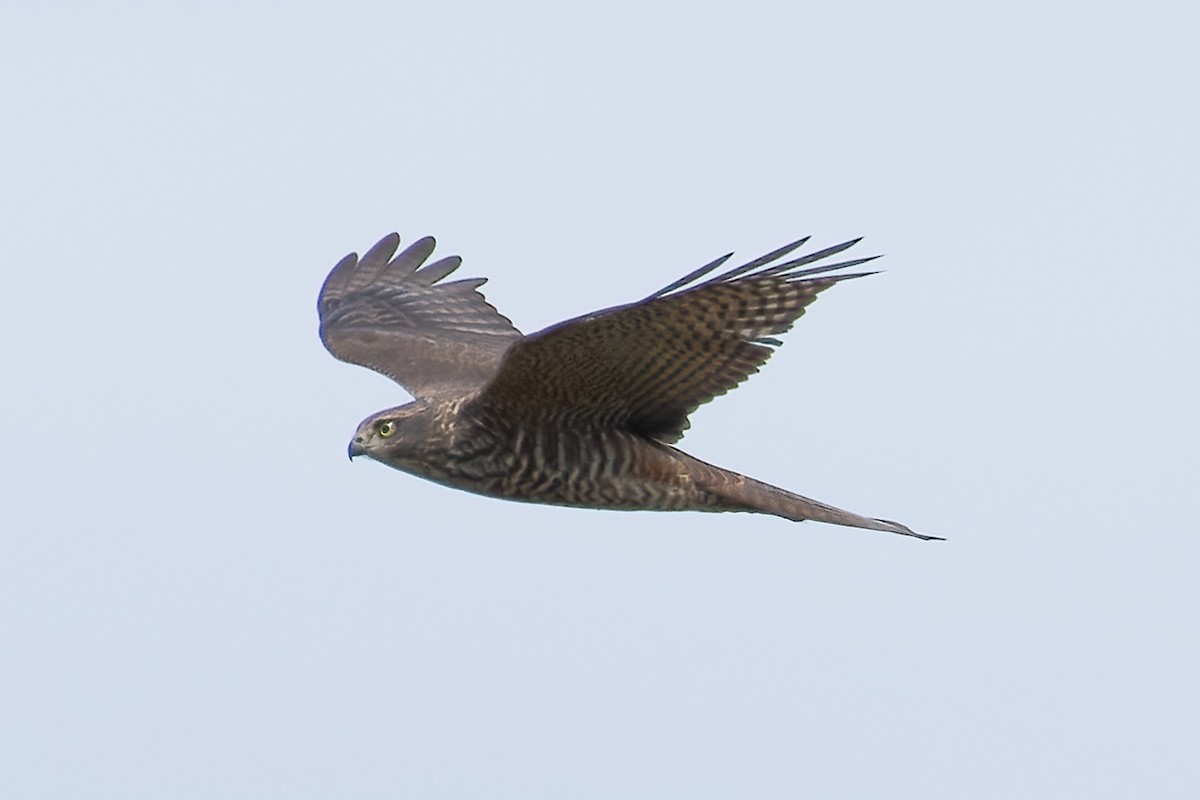 Collared Sparrowhawk - Graeme Risdon