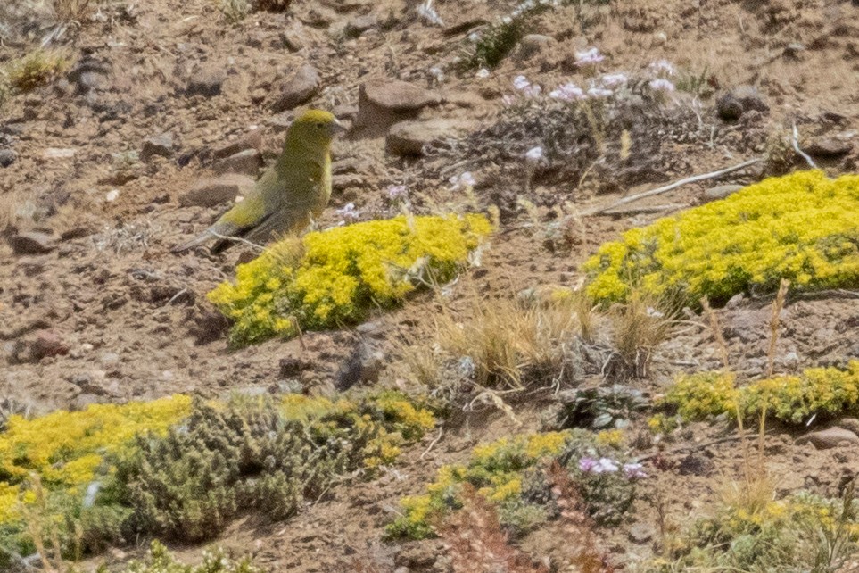 Patagonian Yellow-Finch - ML559810531