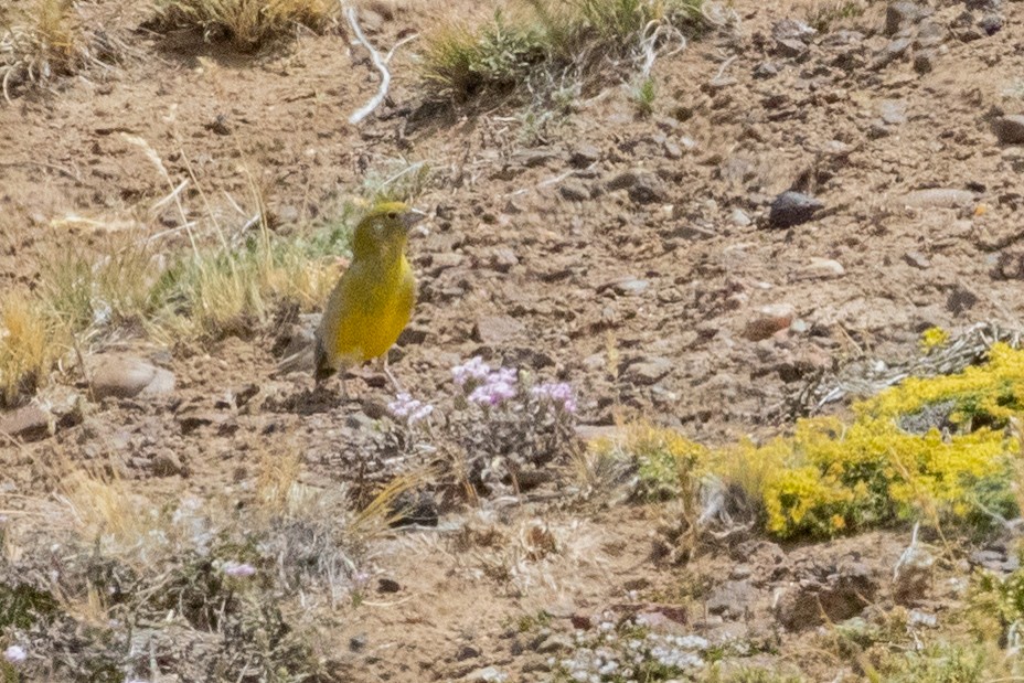 Patagonian Yellow-Finch - Sue Wright