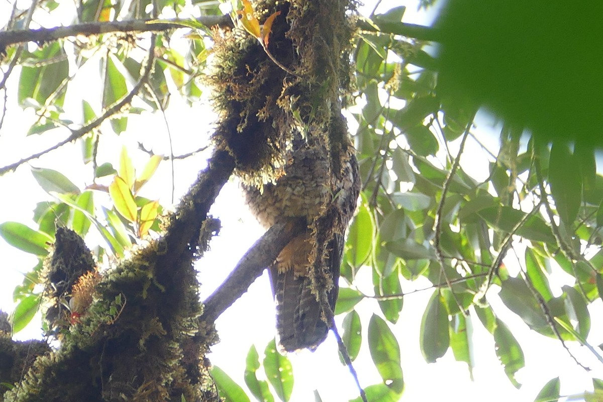 Andean Potoo - ML55981101