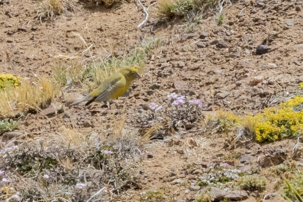 Patagonian Yellow-Finch - ML559811221