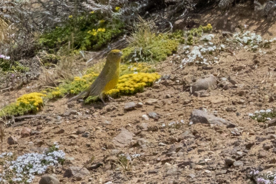 Patagonian Yellow-Finch - Sue Wright