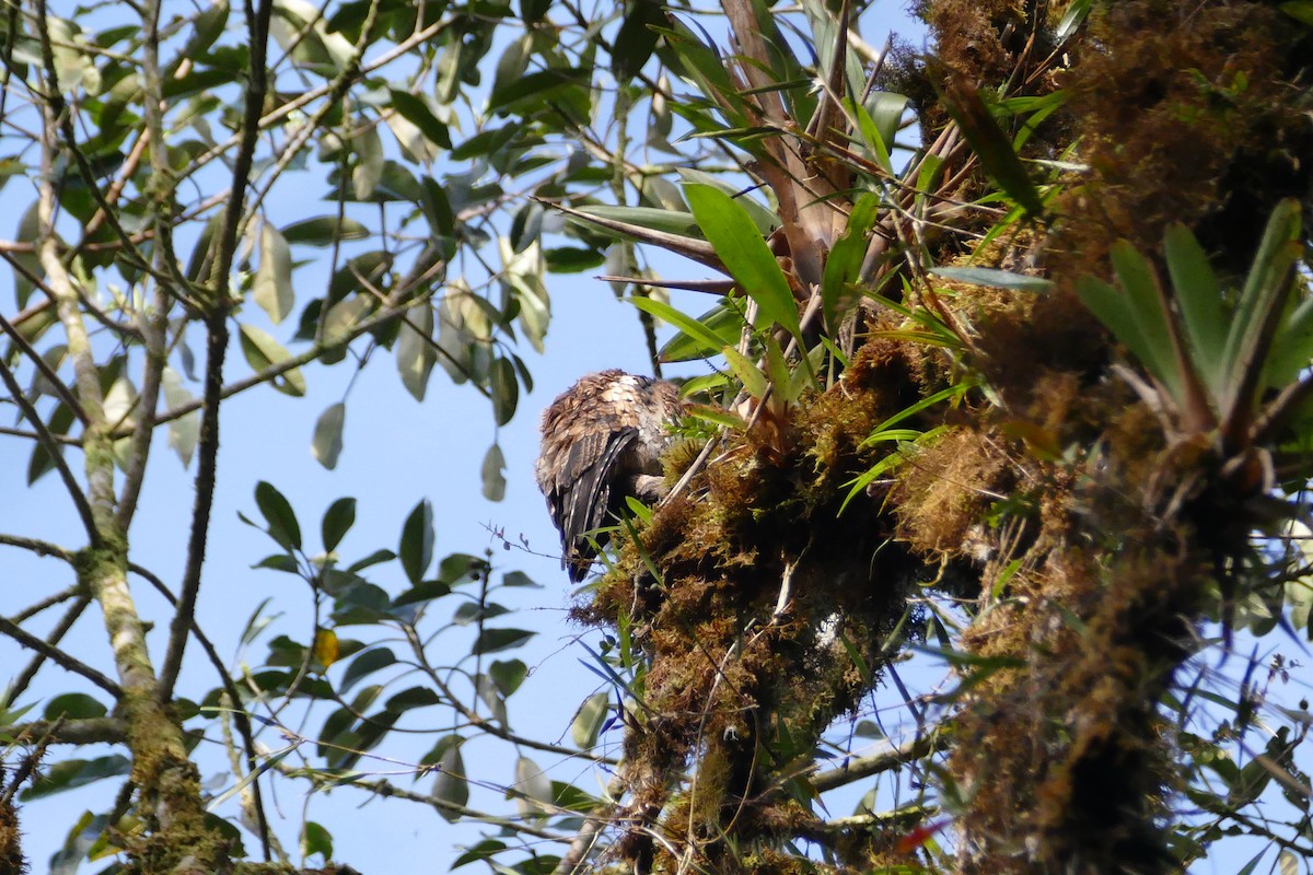 Andean Potoo - ML55981161