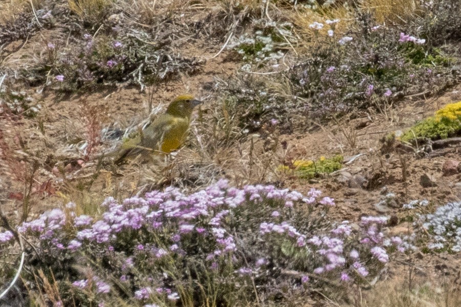 Patagonian Yellow-Finch - ML559811631