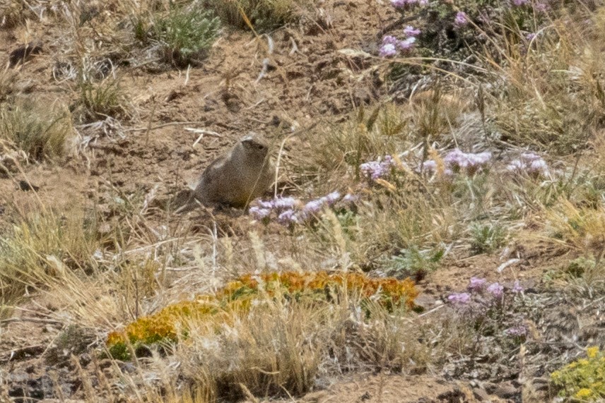 Patagonian Yellow-Finch - ML559811681