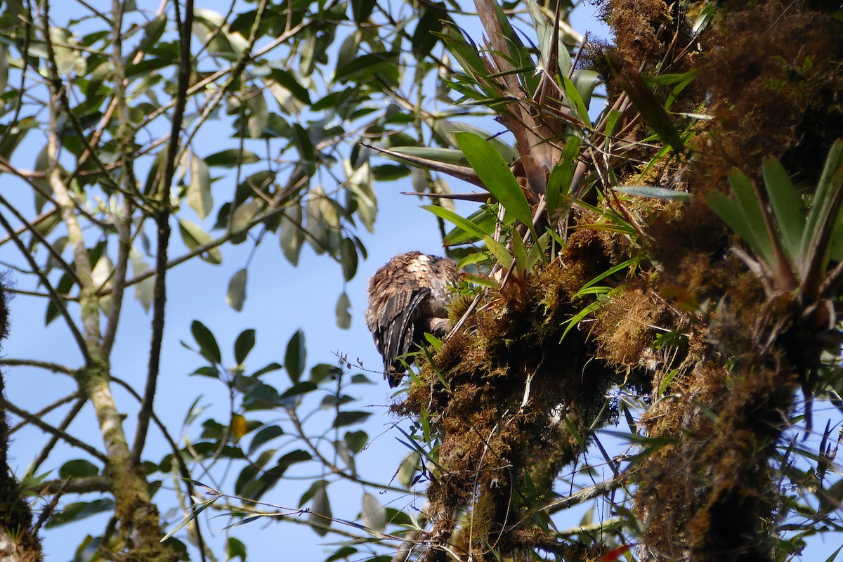 Andean Potoo - ML55981171