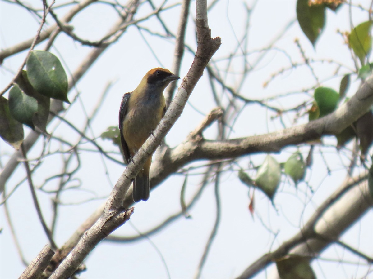 Burnished-buff Tanager (Rufous-crowned) - ML559812951