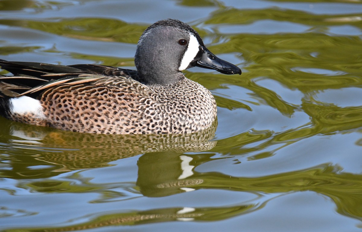 Blue-winged Teal - ML559814381