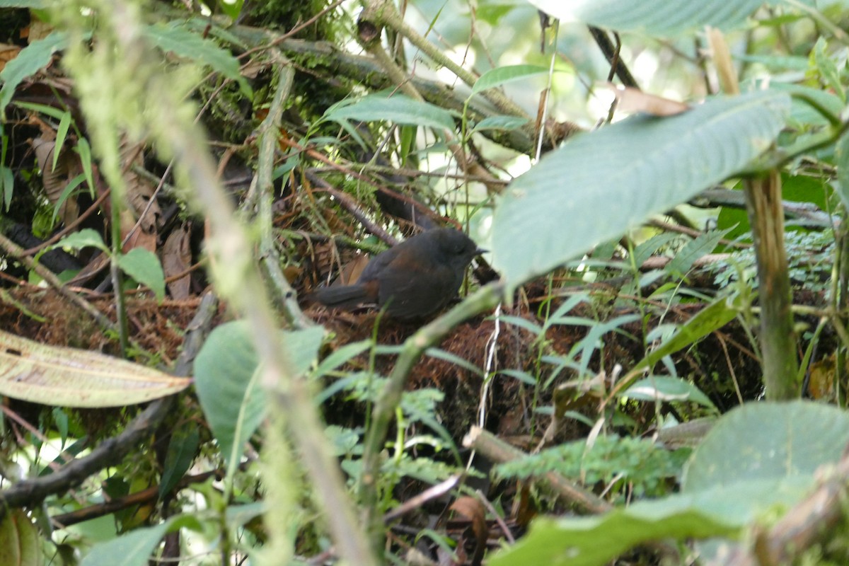 Long-tailed Tapaculo - ML55981441