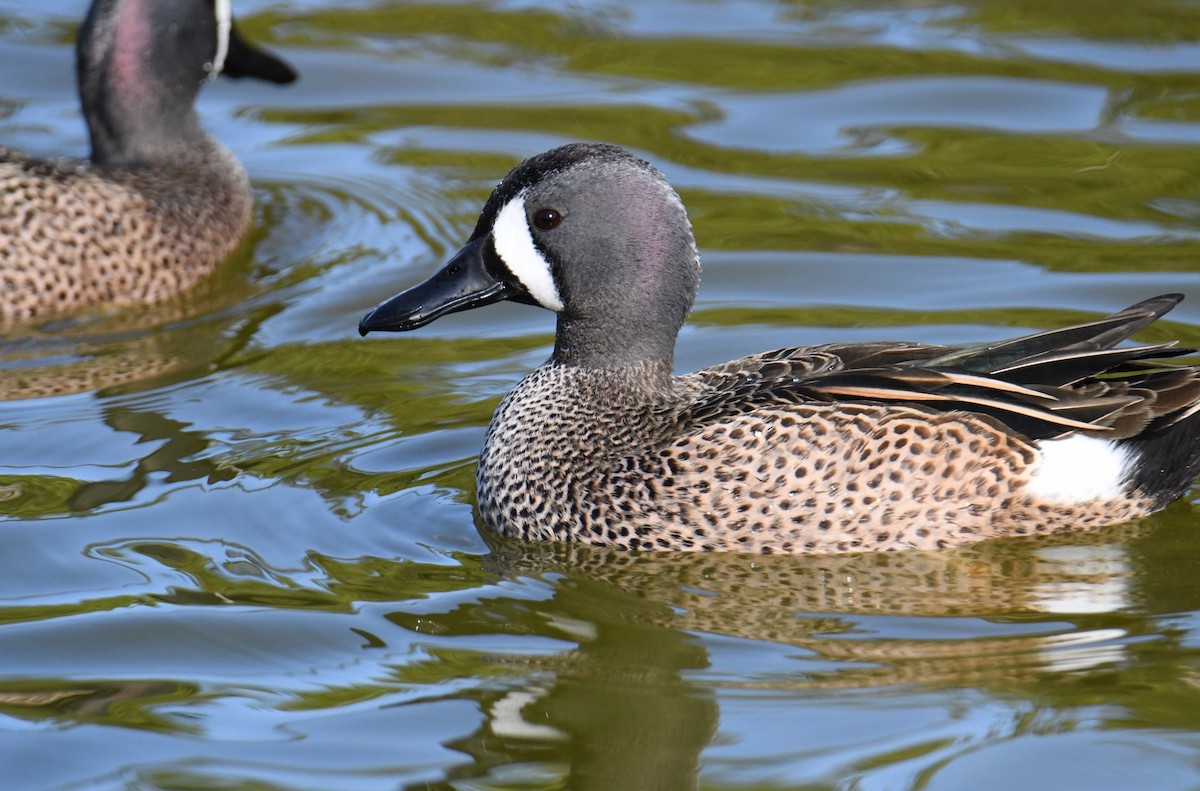 Blue-winged Teal - ML559814531