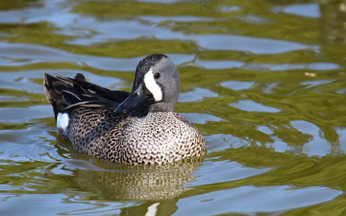Blue-winged Teal - ML559814631