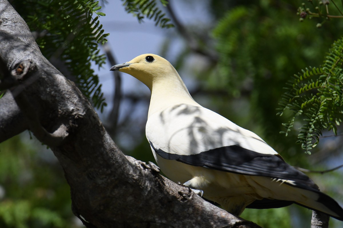Pied Imperial-Pigeon - ML559817511