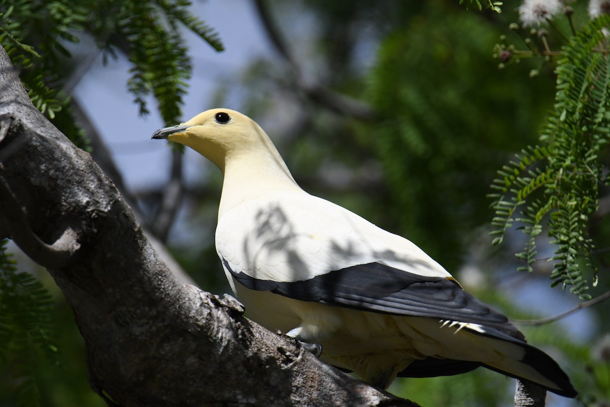 Pied Imperial-Pigeon - ML559817521