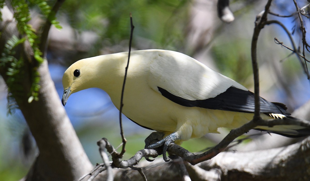 Pied Imperial-Pigeon - ML559817581