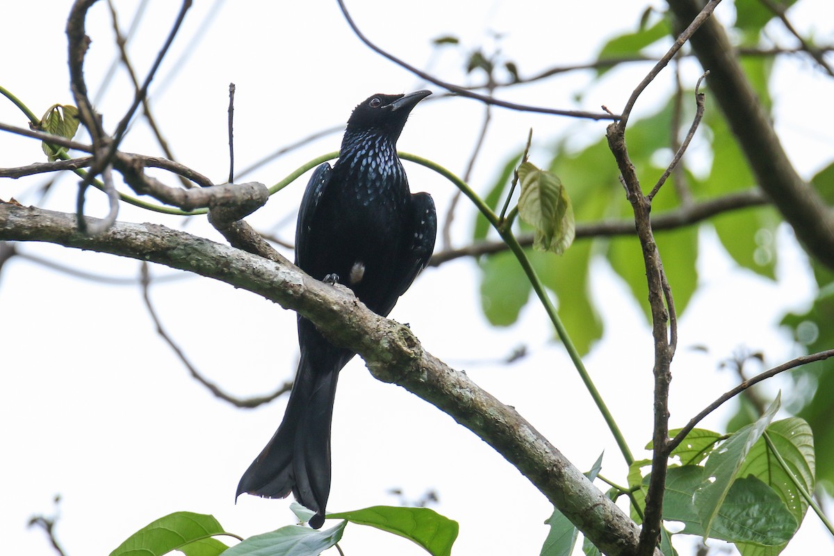 Hair-crested Drongo (Hair-crested) - Wich’yanan Limparungpatthanakij