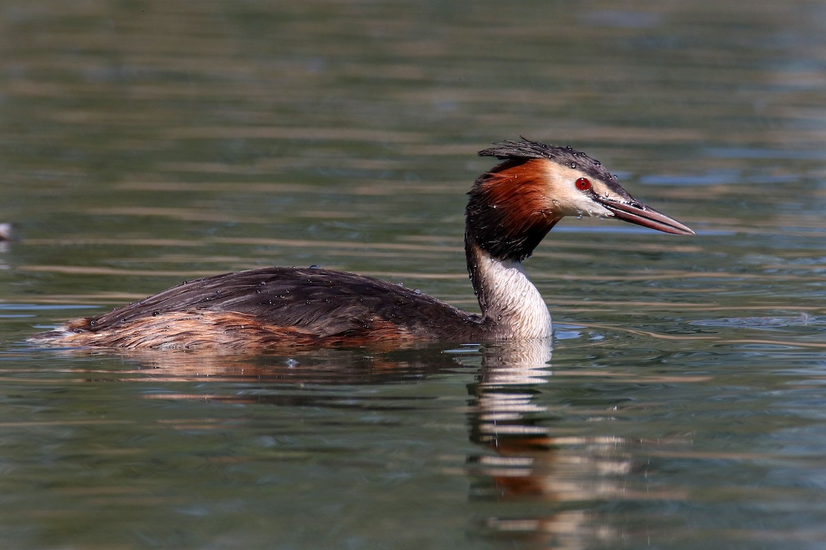 Great Crested Grebe - ML559828261
