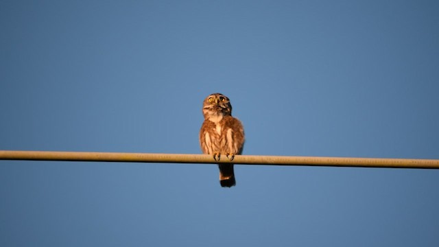 Austral Pygmy-Owl - ML559828761