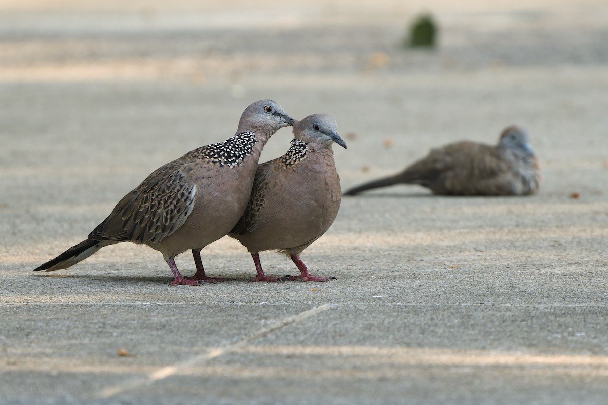 Spotted Dove - ML559829851