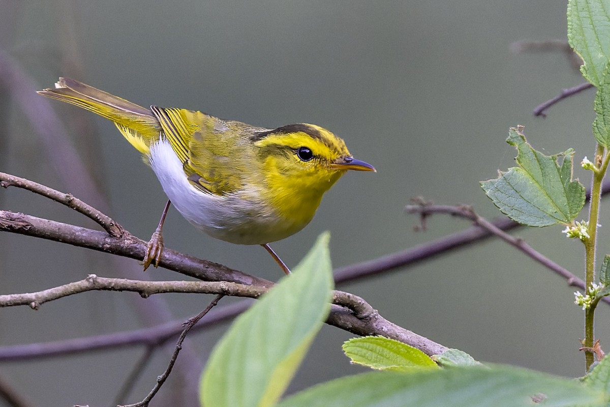 Yellow-vented Warbler - ML559830181