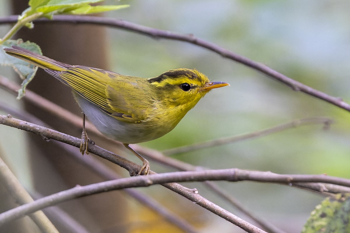 Yellow-vented Warbler - ML559830191