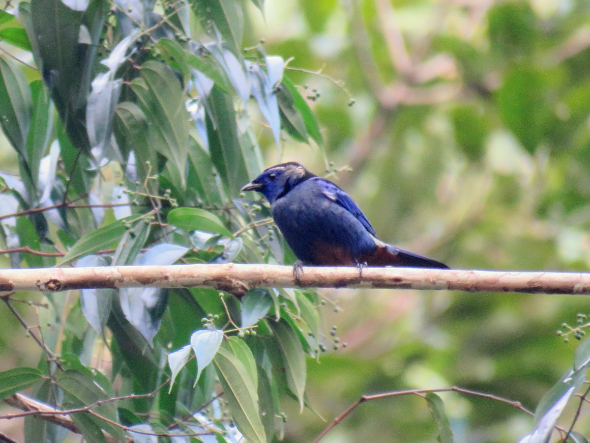 Opal-rumped Tanager (Opal-rumped) - ML559840501