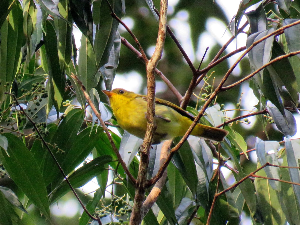 Yellow-backed Tanager - ML559840561