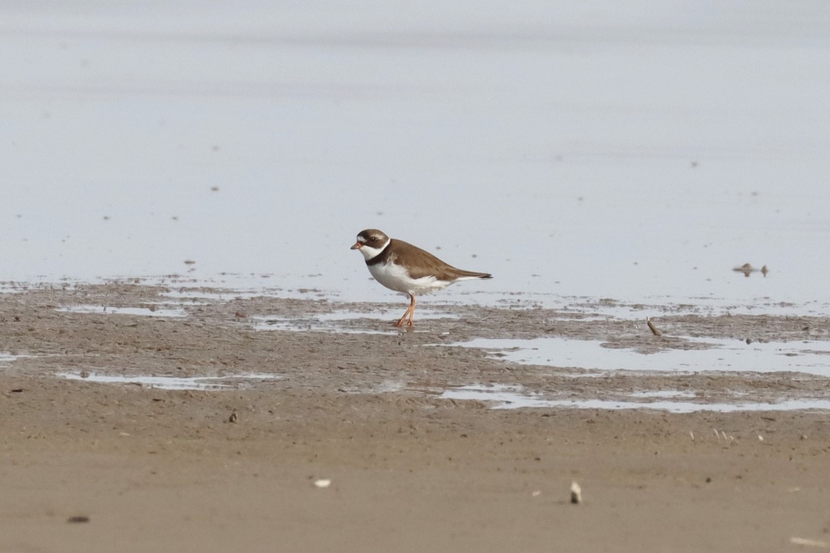 Semipalmated Plover - ML559845781