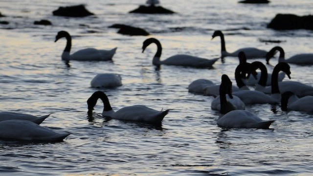 Black-necked Swan - ML559846671