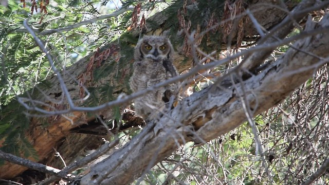 Lesser Horned Owl - ML559850631