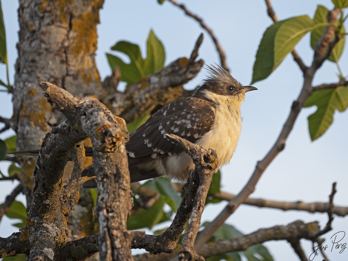 Great Spotted Cuckoo - ML559856791