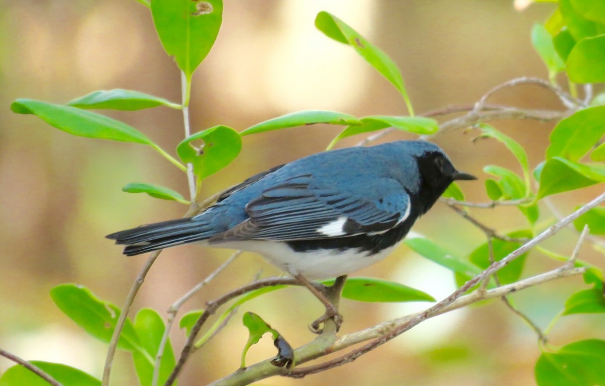 Black-throated Blue Warbler - Victor Stoll