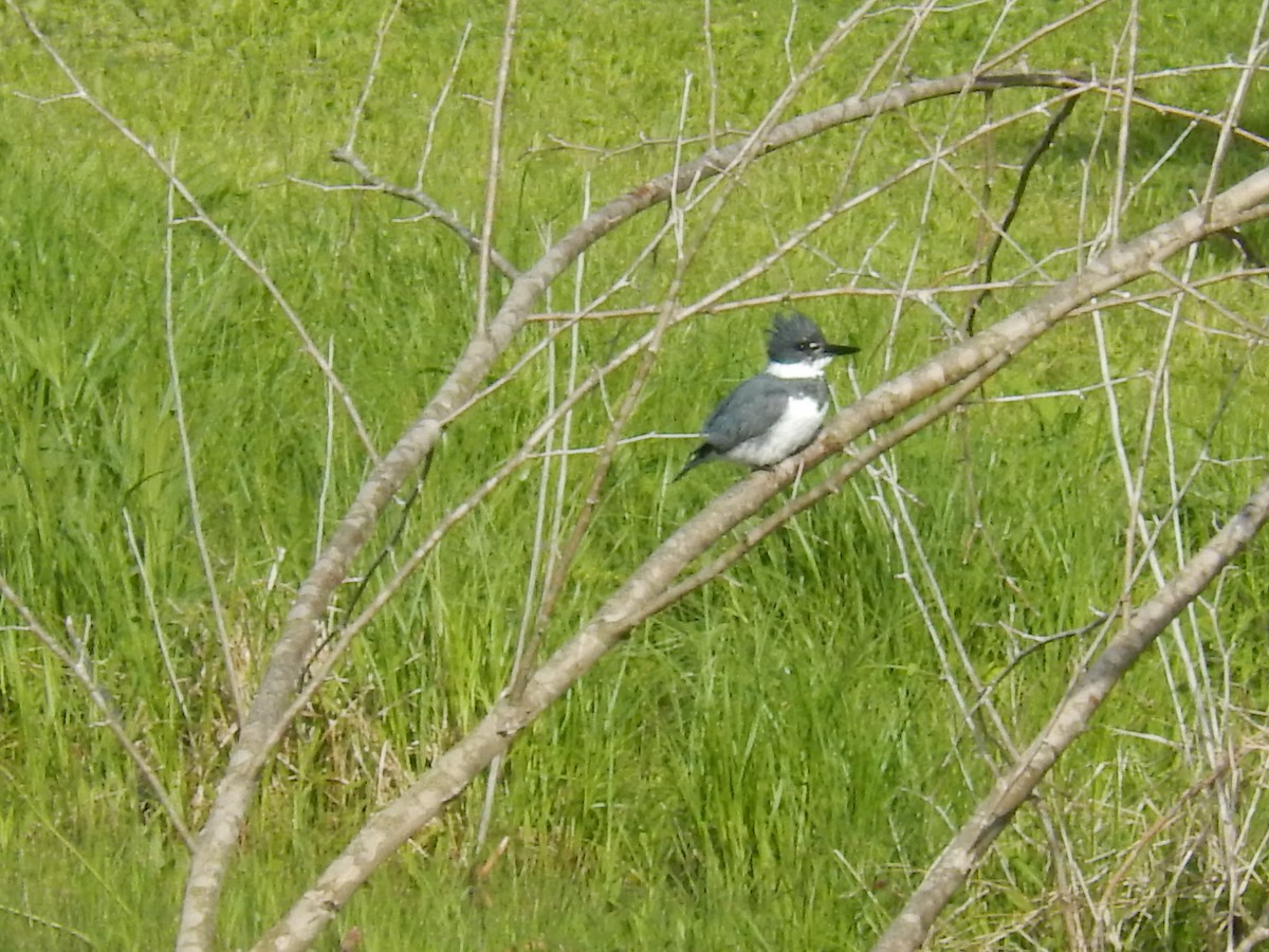 Belted Kingfisher - Ted 🦃 Miller