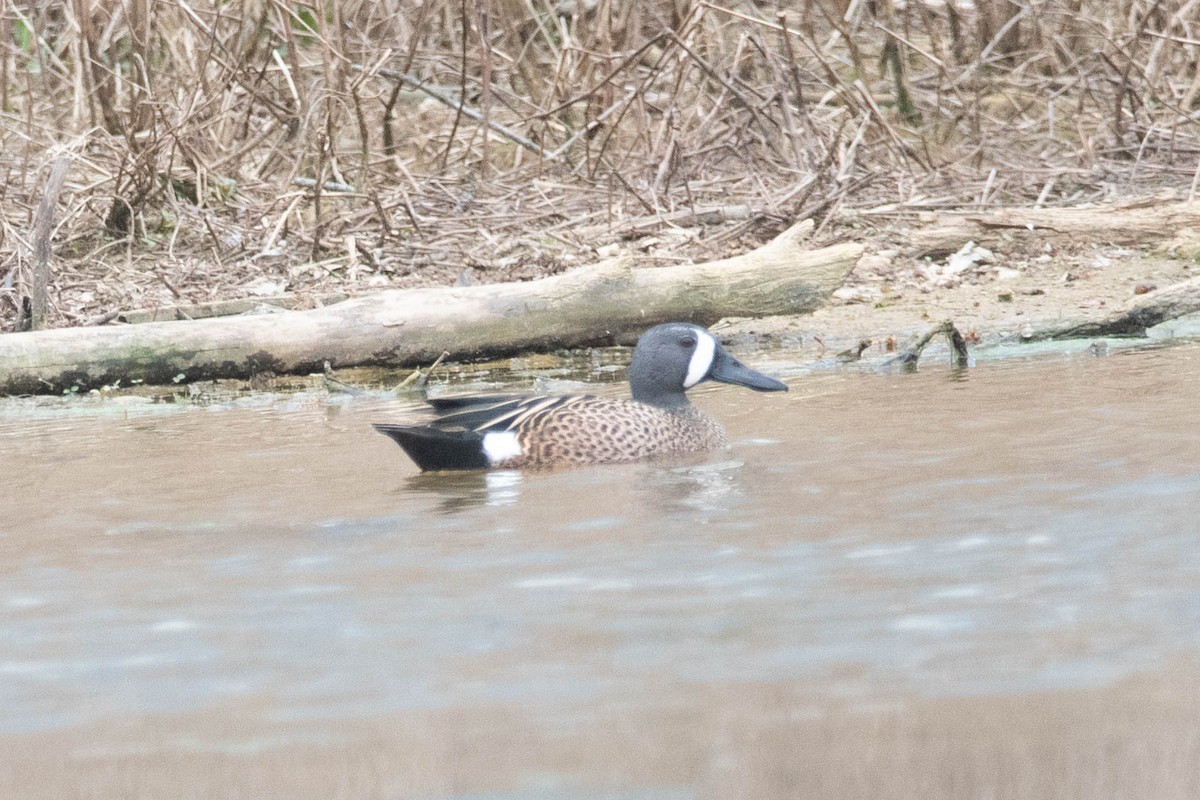 Blue-winged Teal - ML559865751