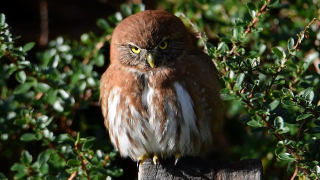 Austral Pygmy-Owl - ML559867681