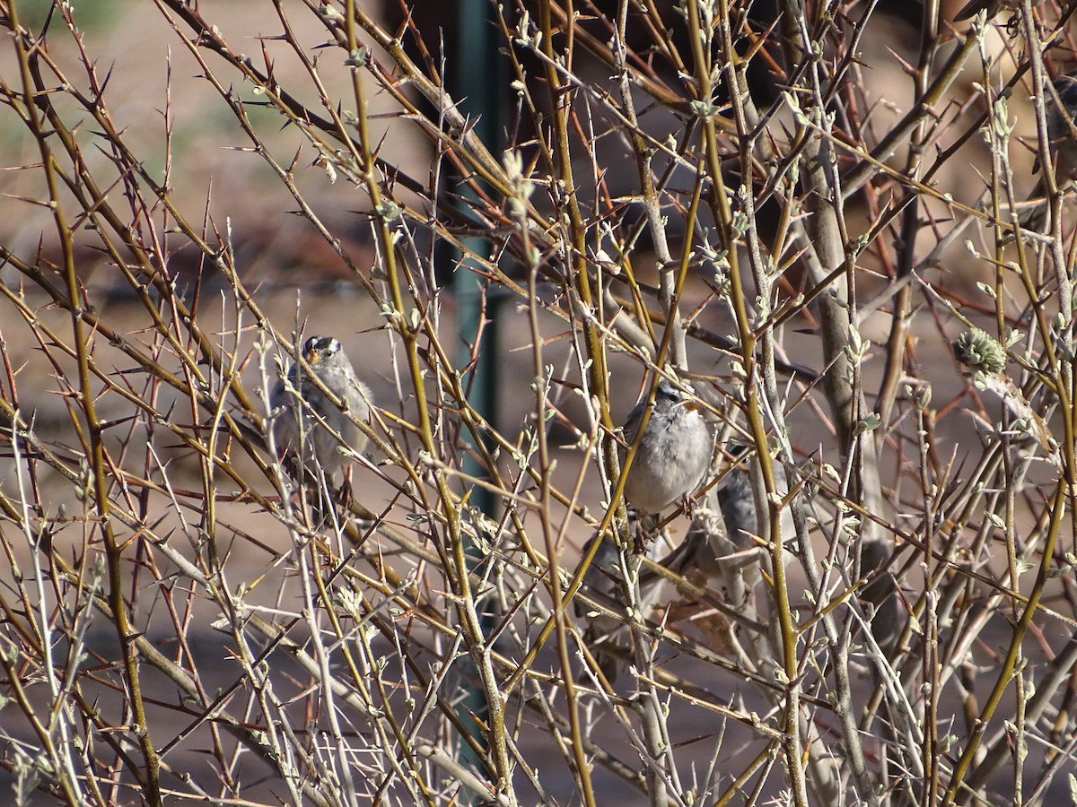 White-crowned Sparrow - ML559870471