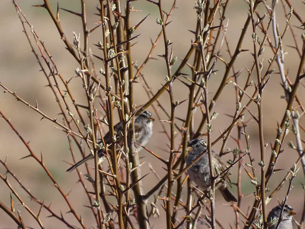 White-crowned Sparrow - ML559875391