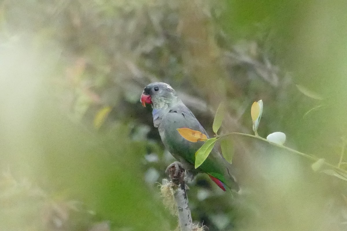 Папуга-червоногуз зеленоголовий - ML55987621